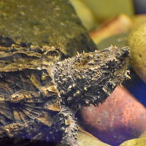 Alligator Snapping Turtle
