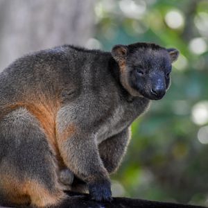 Lumholtz's Tree-Kangaroo
