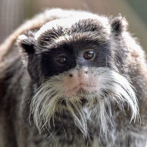 Emperor Tamarin