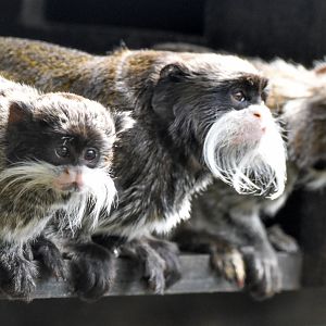 Emperor Tamarin with infant
