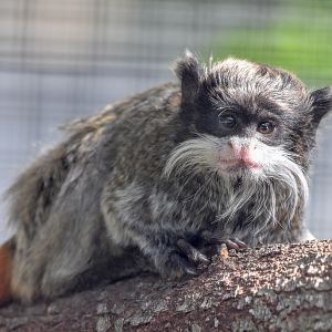 Emperor Tamarin infant
