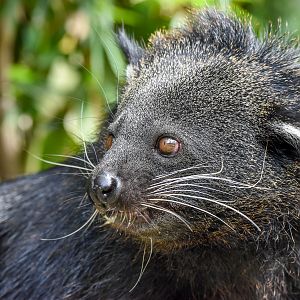 Binturong