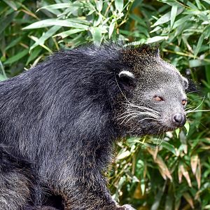 Binturong