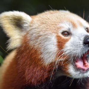 Red Panda