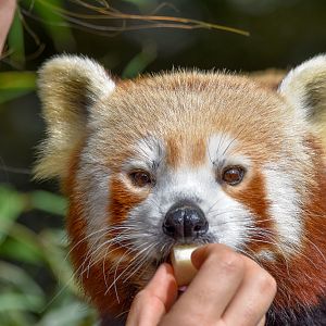 Red Panda