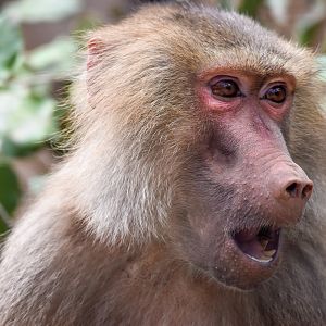 Hamadryas Baboon