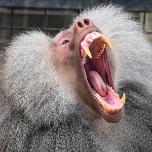 Hamadryas Baboon