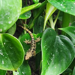 Gecko ID - (National Aquarium)