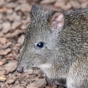 Long-nosed Potoroo