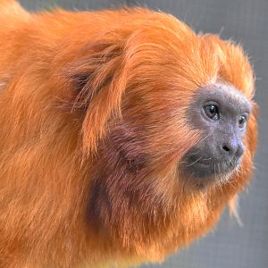 Golden Lion Tamarin