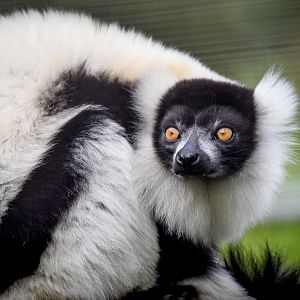 Black-and-white Ruffed Lemur