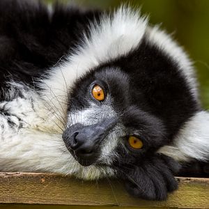 Black-and-white Ruffed Lemur
