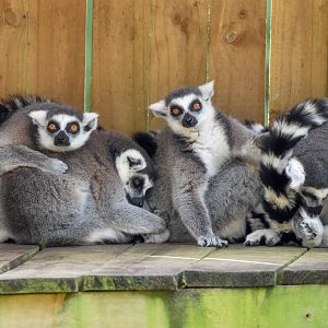 Ring-tailed Lemurs