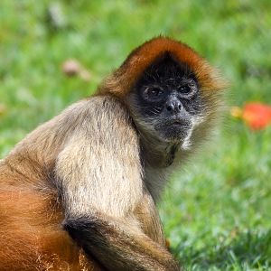 Black-handed Spider Monkey