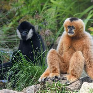 Northern White-cheeked Gibbons
