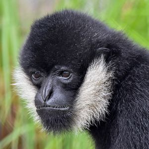 Northern White-cheeked Gibbon