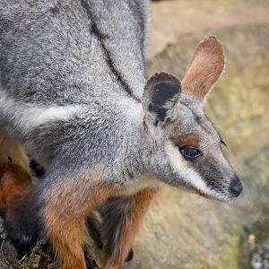 Yellow-footed Rock-Wallaby