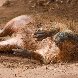 Capybara rollover