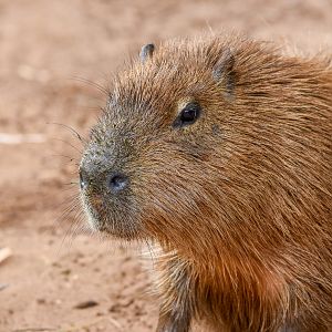 Capybara