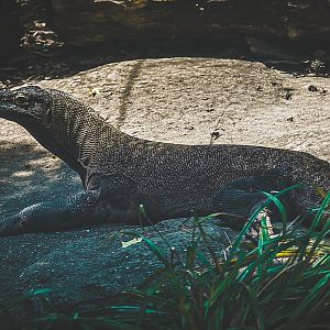 Komodo Dragon