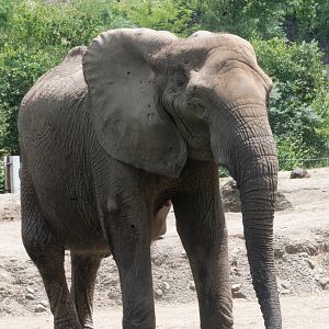 African Elephant