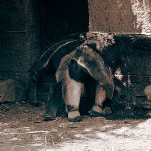 Giant Anteater