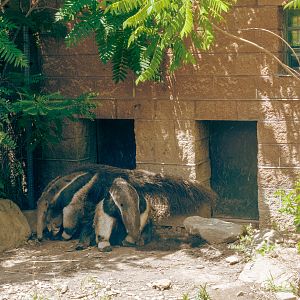 Giant Anteater