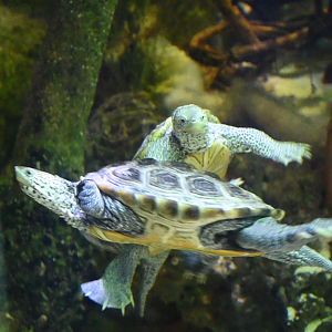 Diamondback Terrapin