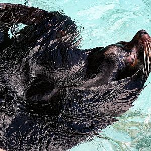 California Sea Lion