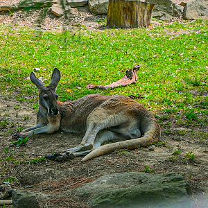 Red Kangaroo
