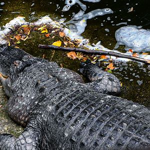 American Alligator