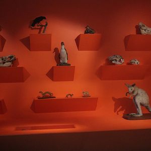 Display of taxidermy and bones, Aratoi Museum of Art & History