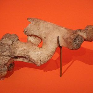 Deformed femur bone of Red Deer, Aratoi Museum of Art & History