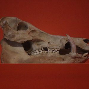 Skull of Domestic Pig, Aratoi Museum of Art & History