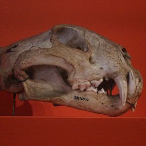 Skull of Leopard, Aratoi Museum of Art & History