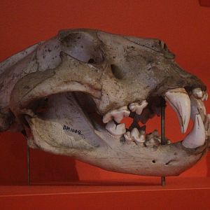 Skull of Lion, Aratoi Museum of Art & History