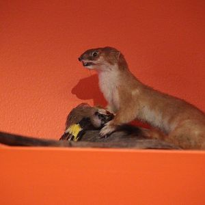 Taxidermy Stoat and European Goldfinch, Aratoi Museum of Art & History