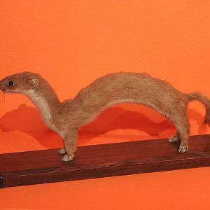 Taxidermy Stoat, Aratoi Museum of Art & History
