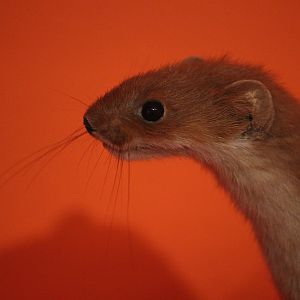 Taxidermy Stoat, Aratoi Museum of Art & History
