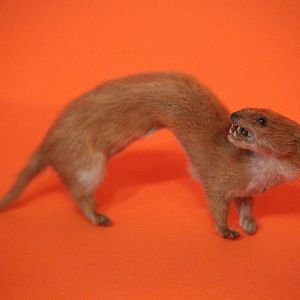 Taxidermy Least Weasel, Aratoi Museum of Art & History