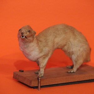 Taxidermy Least Weasel, Aratoi Museum of Art & History