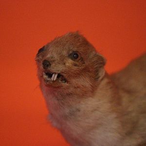 Taxidermy Least Weasel, Aratoi Museum of Art & History