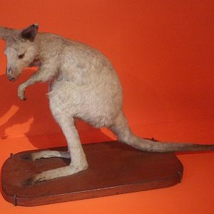 Taxidermy Red-necked Wallaby, Aratoi Museum of Art & History