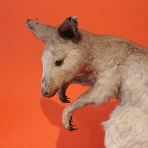Taxidermy Red-necked Wallaby, Aratoi Museum of Art & History