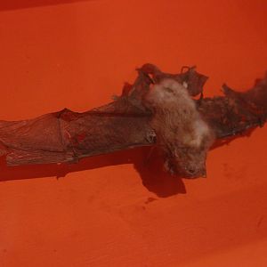 Skin of New Zealand Long-tailed Bat, Aratoi Museum of Art & History