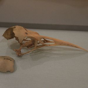 Skull of Huia male, Aratoi Museum of Art & History