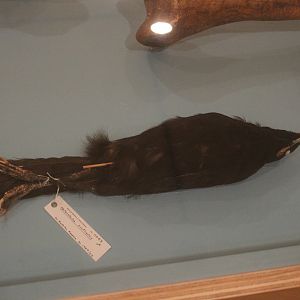 Skin of Huia male, Aratoi Museum of Art & History