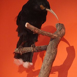 Taxidermy Huia female, Aratoi Museum of Art & History
