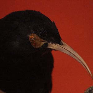 Taxidermy Huia female, Aratoi Museum of Art & History