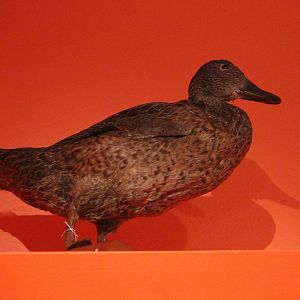 Taxidermy Brown Teal, Aratoi Museum of Art & History